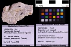 Foto (Objekt + Etiketten) von Diogenidae indet. (NHMW-GEO-1990-0041-0334)